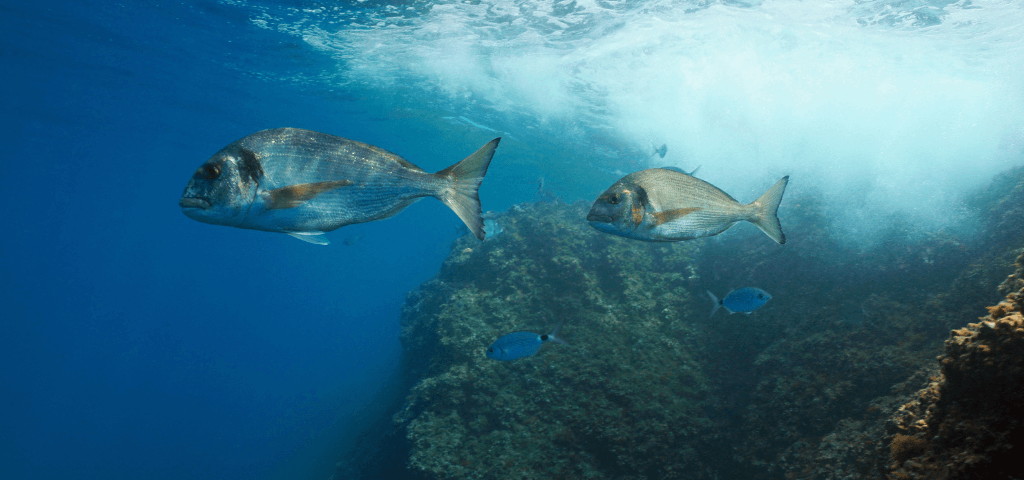 mediterranean sustainable fishing