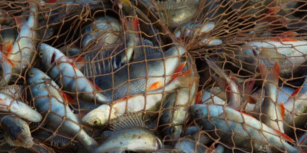 Netted fish showing need for vessel monitoring system to stop illegal fishing